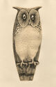 Hibou - pl. IX from Bestiaire portfolio by Abram Krol