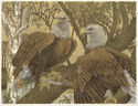 Raptor Rapture by Janet Turner
