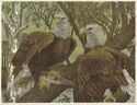 Raptor Rapture by Janet Turner