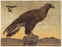 Immature Golden Eagle by Janet Turner