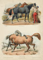 Etudes, No. 14. Chevaux à lherbage. by Victor Adam