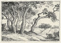 Graceful Elms by Charles B. Rogers