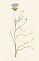 Mariposa Lily by Henry Herman Evans