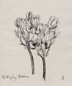 (Tulips) by Unidentified