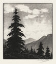 Pines, High Sierra by Harold Doolittle
