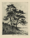 (Scots pines along the shore of the Darss Peninsula, Germany) by Hans Schönwald