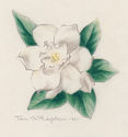 (Gardenia) by Thomas Arthur Robertson