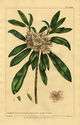 Kalmia, Foliis lanceolato, plate CCXXVIII by Richard Lancake