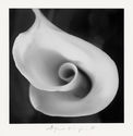 Calla (Sonoma County) by Aryan Chappell