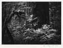 Wild Rhododendron - Jedediah Smith Redwoods, N. Ca by Aryan Chappell