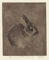 Young Cottontail by Sheridan Oman