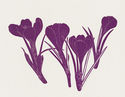 Crocus by Henry Herman Evans