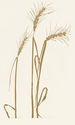 Wheat by Henry Herman Evans
