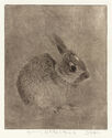 Young Cottontail by Sheridan Oman