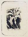 Lily by Edward Ryden