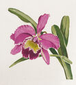 Orchid by William Seltzer Rice
