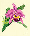 Orchid by William Seltzer Rice