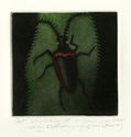 Vanishing IV (Valley Elderberry Longhorn Beetle) by Holly Downing