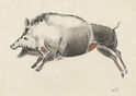 (Cave Paintings - Altamina Galloping Boar) by John William Winkler