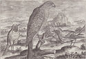 Hawk and songbirds (after Collaert, engraved by Theodor Galle for the series Avium Vivae Icones) by Adrian Collaert