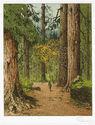 California Redwoods, Avenue of the Giants by Josef Eidenberger