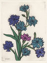 Corn Flowers by Elizabeth de Gebele Ginno