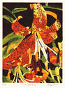 Tiger Lily by Linda Lieberman