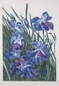 December Irises by Patricia Tobacco Forrester