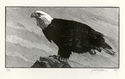 Bald Eagle by Richard Wagener