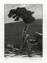Donner Peak Tree #3 by Richard Wagener