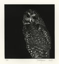Northern Spotted Owl from Cascadia by Richard Wagener