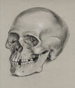 (Study of a skull) by Pele de Lappe